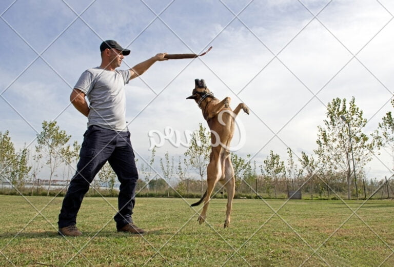 Dog Care Training Collar Manual