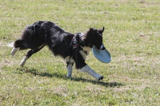 Dog House Train 1 Dog House Train