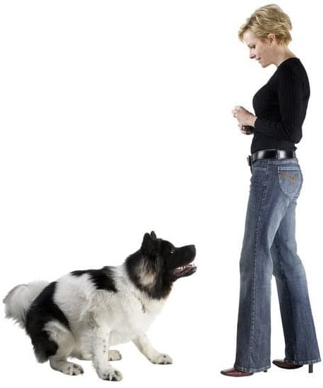 Dog House Training Schedule