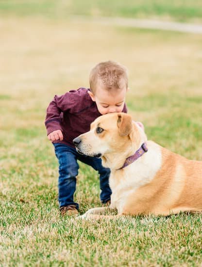 Dog In Training Leash Sleeve