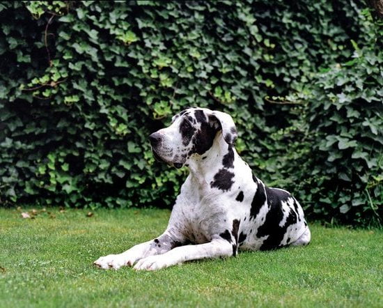 Dog Is Potty Trained But Pees In House Dog Is Potty Trained But Pees In House