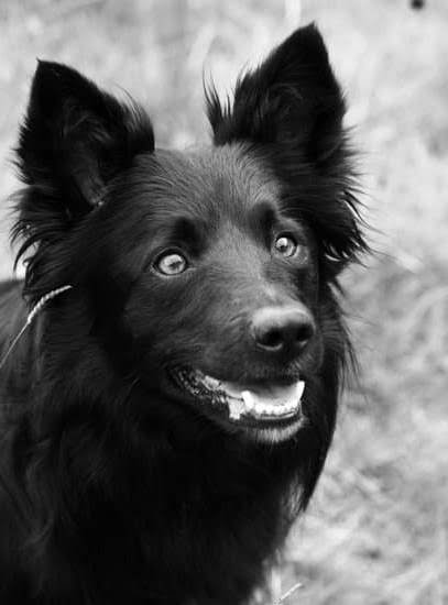 Dog Is Potty Trained But Still Pees In House Dog Is Potty Trained But Still Pees In House