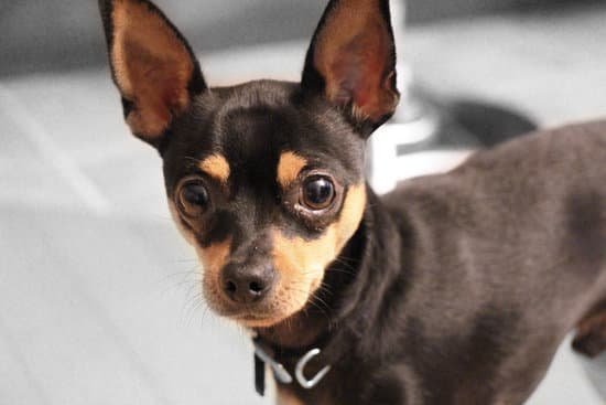 Dog Obedience Trainer Mesa Arizona Dog Obedience Trainer Mesa Arizona