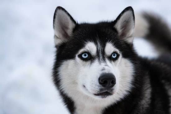 Dog Obedience Training Blue Springs Dog Obedience Training Blue Springs