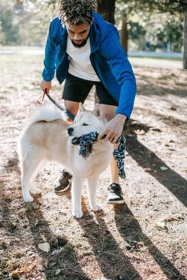 Dog Obedience Training Cape Cod
