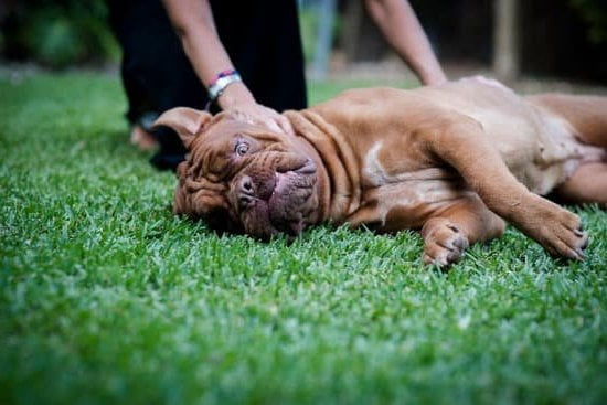 Dog Obedience Training Cda 3 Dog Obedience Training Cda