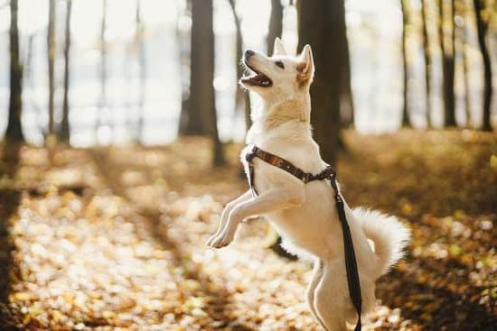Dog Obedience Training Charlottesville Va 1 Dog Obedience Training Charlottesville Va
