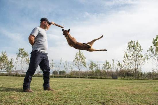 Dog Obedience Training Dothan Al