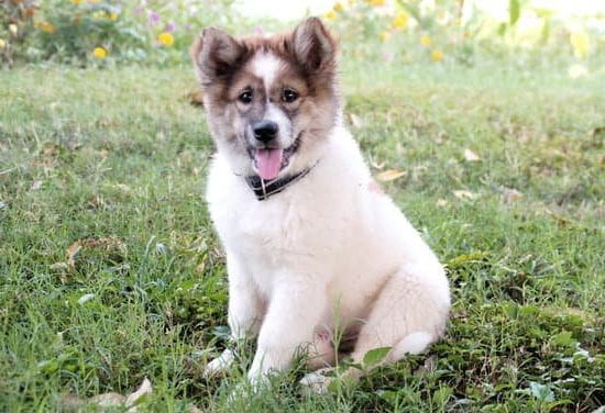 Dog Obedience Training Fort Myers Fl 7 Dog Obedience Training Fort Myers Fl