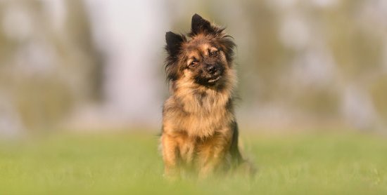 Dog Obedience Training Gastonia Nc