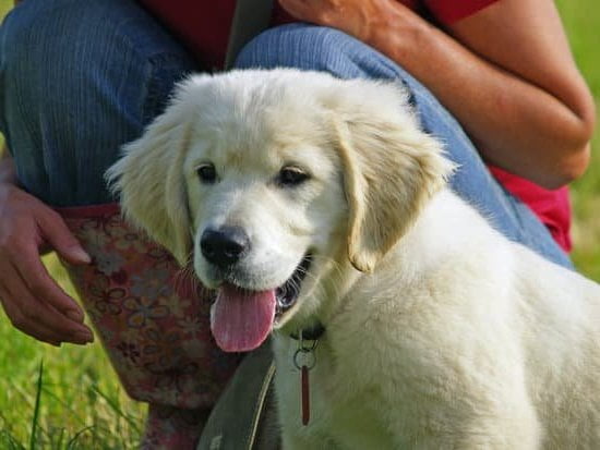 Dog Obedience Training Grand Rapids