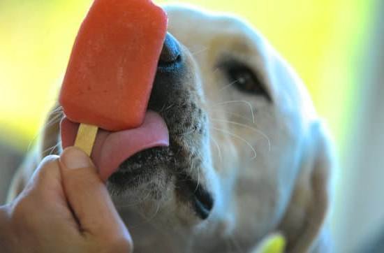 Dog Obedience Training Great Falls Mt Dog Obedience Training Great Falls Mt