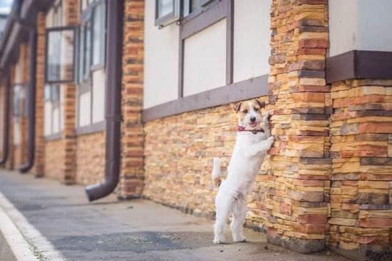 Dog Obedience Training Hendersonville Tn 1 Dog Obedience Training Hendersonville Tn