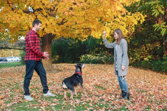Dog Obedience Training Hickory Nc 1 Dog Obedience Training Hickory Nc