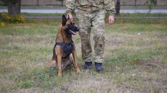 Dog Obedience Training Killeen Tx 5 Dog Obedience Training Killeen Tx