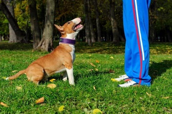 Dog Obedience Training Springfield Il
