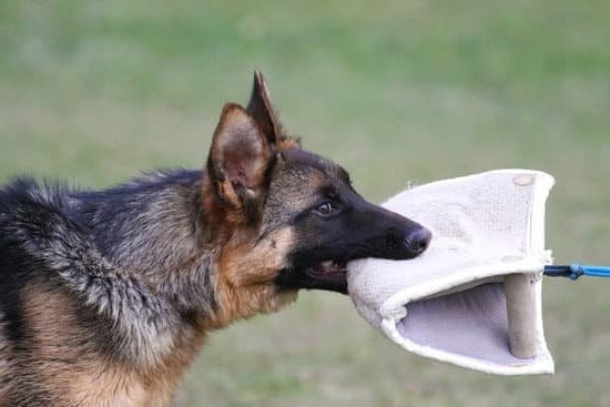 Dog Obedience Training Syracuse Ny 7 Dog Obedience Training Syracuse Ny