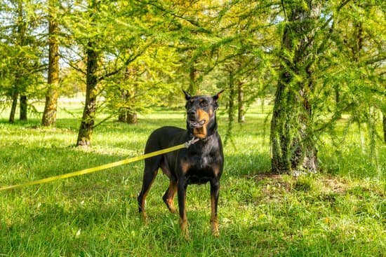 Dog Obedience Training Techniques