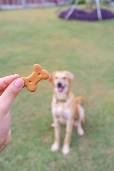 Dog Obedience Training Titusville Fl 9 Dog Obedience Training Titusville Fl