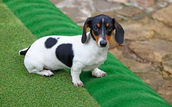 Dog Potty Trained But Started Peeing House