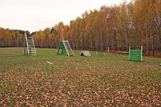 Dog Potty Training Boot Camp Dog Potty Training Boot Camp