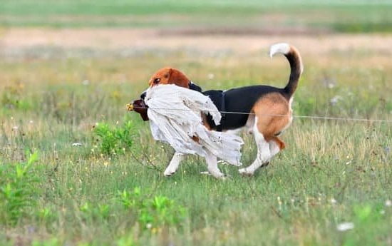 Dog Potty Training Mistakes 1 Dog Potty Training Mistakes