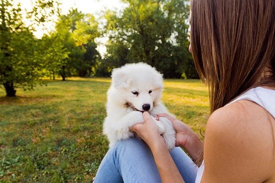 Dog Potty Training School Dog Potty Training School