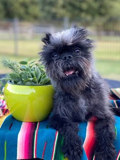 Dog Separation Anxiety Training Near Me Dog Separation Anxiety Training Near Me