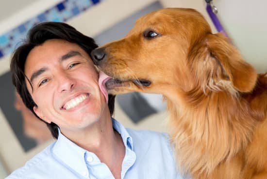 Dog Trainer Collar With Remote Dog Trainer Collar With Remote