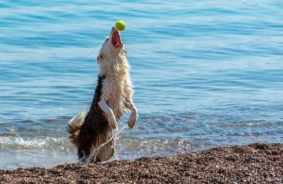 Dog Trainer Eats Treat 1 Dog Trainer Eats Treat