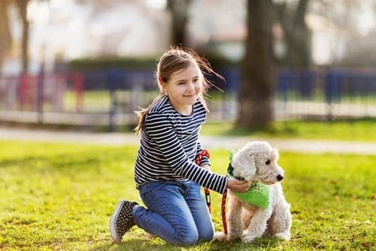 Dog Trainer Services 7 Dog Trainer Services