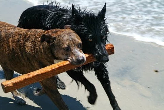 Dog Training A Puppy 1 Dog Training A Puppy