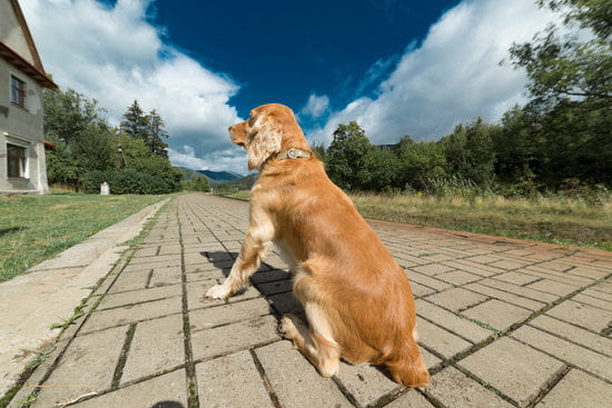 Dog Training Classes For Older Dogs