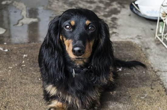 Dog Training Collar How To Use