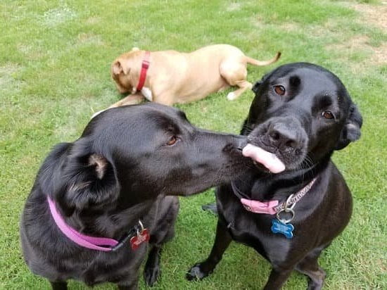 Dog Training Collars Petco