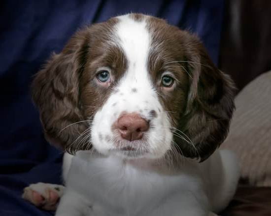 How To Train Your Dog With An Ultrasonic Device | Every Day Interests