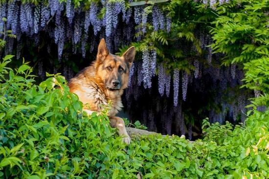 Dog Training Door Bells