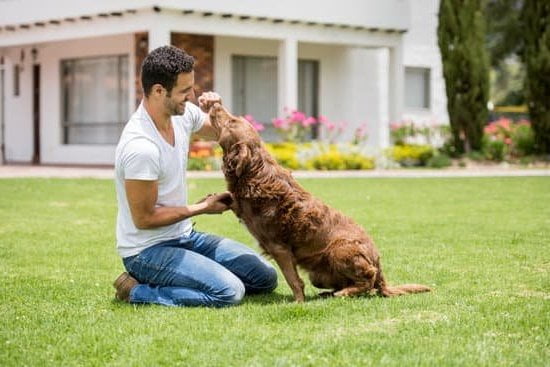 Dog Training For Aggression And Anxiety