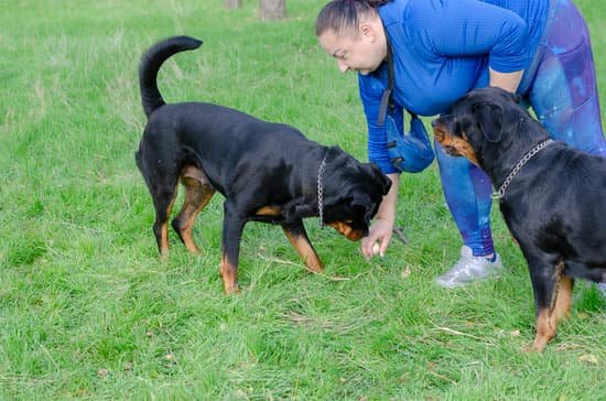 Dog Training Guarding Behavior