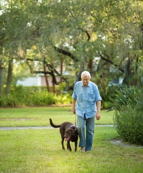 Dog Training Obedience Classes Near Me Dog Training Obedience Classes Near Me