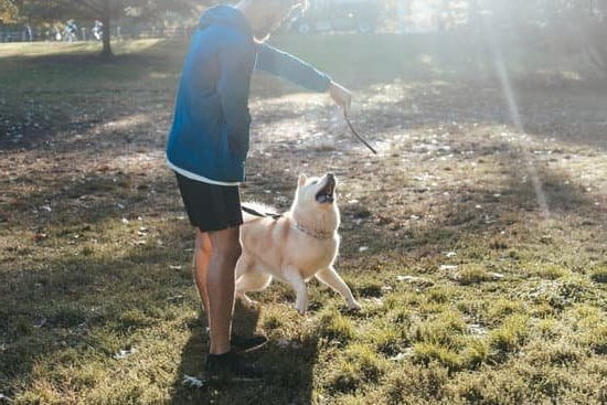 Dog Training Obedience School 9 Dog Training Obedience School