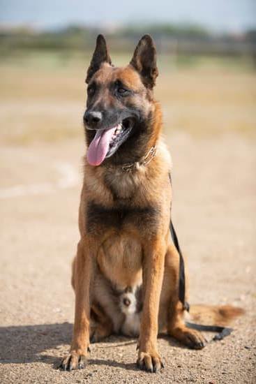 Dog Training Off Leash Dog Training Off Leash
