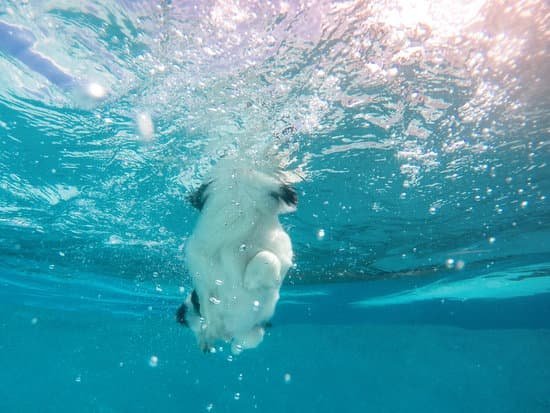 Dog Training Pad Tray 1 Dog Training Pad Tray