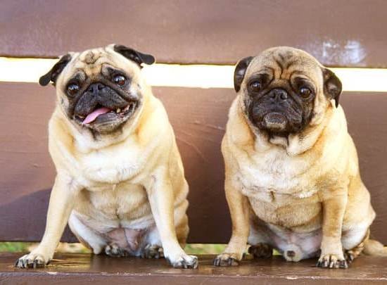 Dog Training Pads Large 1 Dog Training Pads Large