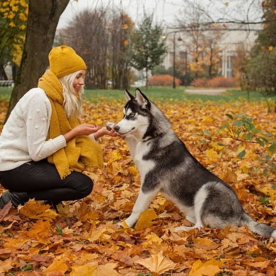 Dog Training Service Agreement Template 3 Dog Training Service Agreement Template