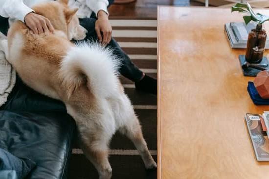 Dog Training To Stop Aggression