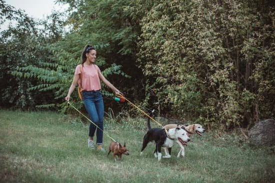 Dogs Who Failed Service Dog Training