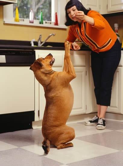 E Collar Training For Aggressive Dogs