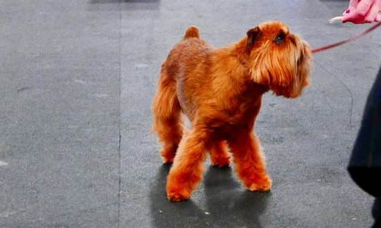 Easiest Small Dog To House Train Easiest Small Dog To House Train