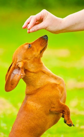 Educator Dog Training Collar